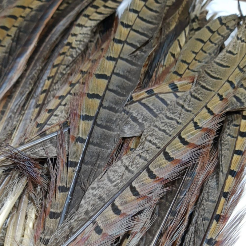 Ringneck Pheasant Tail Reptilius x1 35cm